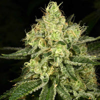 Tasty Tree Regular Cannabis Seeds by Archive Seedbank