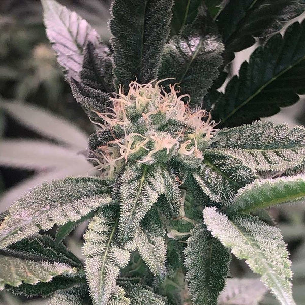 Tenacious Female Cannabis Seeds by Cannarado Genetics