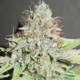 Terpatron 3000 F2 Female Weed Seeds by Ultra Genetics