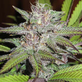 Terpatron 3000 F2 Female Weed Seeds by Ultra Genetics