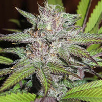 Terpatron 3000 Regular Weed Seeds by Ultra Genetics