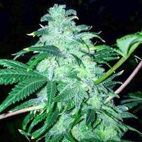 22 Female Cannabis Seeds by Conscious Genetics