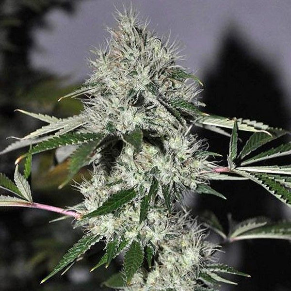 Chem4 OG Regular Cannabis Seeds The Cali Connection