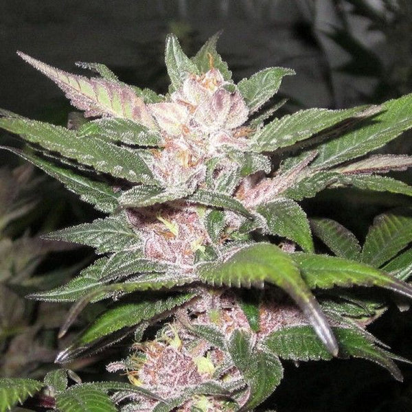 Purple Chem Regular Cannabis Seeds by The Cali Connection