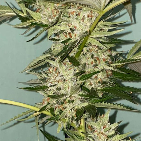 Banana Loaf Female Cannabis Seeds by The Plug Seedbank