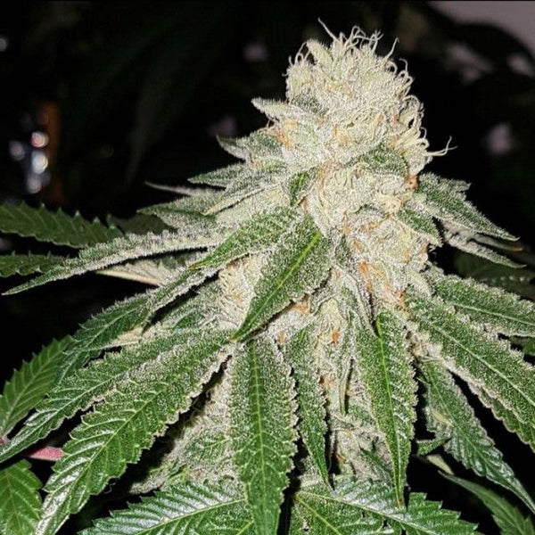 Sunlato AKA Currylato Female Cannabis Seeds by The Plug Seedbank