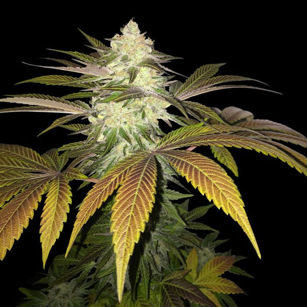 Orangesicle Female Cannabis Seed By T.H.Seeds