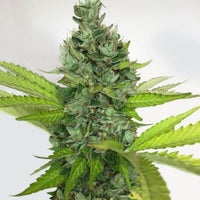 Citron Givré (Birthday Cake Selected) Female Cannabis Seeds by T.H.Seeds