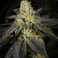 Tropical Fusion Feminized Cannabis Seeds by Archive Seedbank