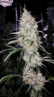 Britney Regular Cannabis Seeds by True Canna Genetics