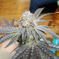 Crimson Cookies Regular Cannabis Seeds by True Canna Genetics