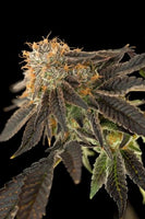 Pink Cookie Bliss Regular Cannabis Seeds by True Canna Genetics