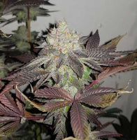 Comeback Kush (True Doh) Regular Cannabis Seeds by True Canna Genetics