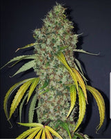 True Love Regular Cannabis Seeds by True Canna Genetics