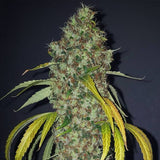 True Love Regular Cannabis Seeds by True Canna Genetics