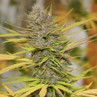 True Love Regular Cannabis Seeds by True Canna Genetics