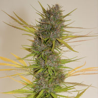 True Love Regular Cannabis Seeds by True Canna Genetics