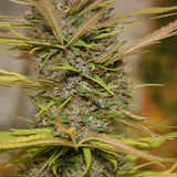 True Love Regular Cannabis Seeds by True Canna Genetics