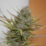 True Love Regular Cannabis Seeds by True Canna Genetics