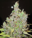 Super Silver Grapefruit Female Cannabis Seeds by Ultra Genetics