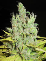 Super Silver Grapefruit Female Cannabis Seeds by Ultra Genetics