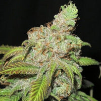 Ultra Grapefruit Regular Cannabis Seeds by Ultra Genetics