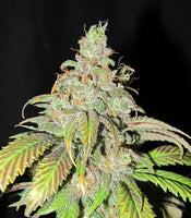 Ultra Grapefruit Regular Cannabis Seeds by Ultra Genetics