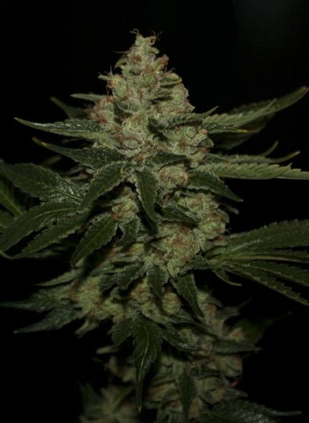 Underdawg Kush Female Cannabis Seeds by T.H.Seeds