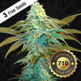 Vanilla Sundae Female Cannabis Seeds by T.H.Seeds