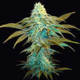 Vanilla Sundae Female Cannabis Seeds by T.H.Seeds