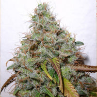 White Berry Female Cannabis Seeds by Paradise Seeds