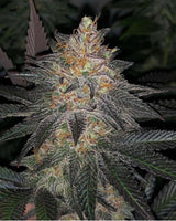 White Grapefruit Cookies Regular Cannabis Seeds by Oni Seed Co