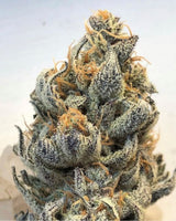 White Grapefruit Cookies Regular Cannabis Seeds by Oni Seed Co