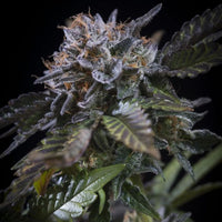 White Noise Female Weed Seeds by Paradise Seeds