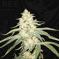 Wy-Kiki Female Cannabis Seeds by T.H.Seeds