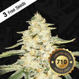 Wy-Kiki Female Cannabis Seeds by T.H.Seeds