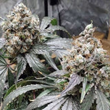 Xanadu Female Cannabis Seeds by Katsu Bluebird Seeds