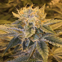 Yoga Flame Female Cannabis Seeds by Lady Sativa Genetics